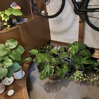 ヘデラ,モンステラ,フィカス　ウンベラータ,フィロデンドロン・クッカバラ,観葉植物の画像