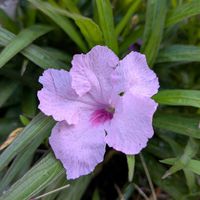 ルエリア,ルエリアピンク,鉢植え,小さな庭の画像