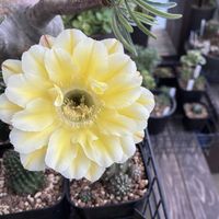 ロビプシス交配種,多肉植物,開花,サボテン科,ベランダーの画像