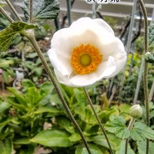 シュウメイギク,宿根草,秋明菊,庭の花,花のある暮らしの画像