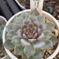 多肉植物,TY苗,めばえ交配,めばえ×ロメオ,めばえ×そわそわの画像
