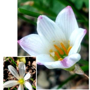 アサガオ,タマスダレ,花のある暮らし,ご近所さん,今日のお花の画像