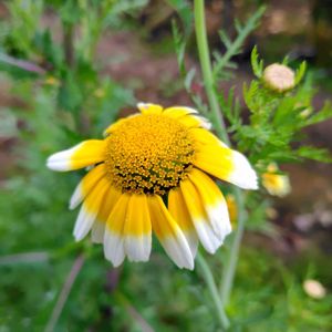 春菊,春菊,野菜の花,畑の画像