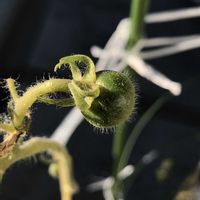 ミニトマト,ミニトマト,鉢植え,小さな実,実がなるの画像