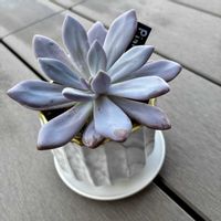 エケベリア,エケベリア ピンクラビット,エケベリア ピンクラビット,多肉植物,ガーデニング超初心者の画像