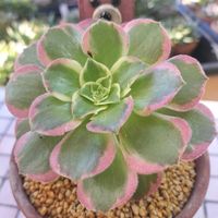 R8.10.8,R8.4.10,多肉植物,アエオニウム属,クマと多肉日記の画像
