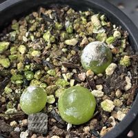 ブルゲリ,多肉植物,多肉植物とサボテン,コノフィツム属,カメの画像