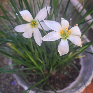 花のある暮らし,沖縄,素敵な出会いに感謝,今日のお花,素敵な日々の画像