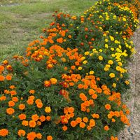フレンチマリーゴールド,秋の風景,不耕起栽培,家庭菜園の画像