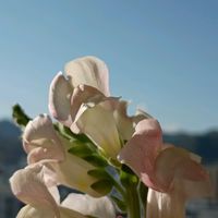 ストック,札幌から,ベランダの画像