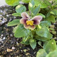 ビオラ フロステッドチョコレート,鉢植え,我が家のビオラ,大好きなパンビオ,紫✖️茶色の画像