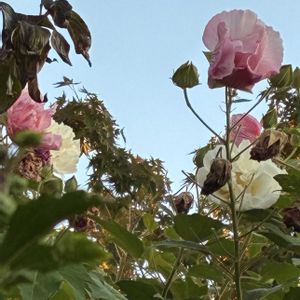 ご近所,花のある暮らし,朝の散歩道,道端で,猫大好きの画像