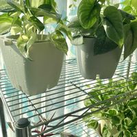 ポトス,観葉植物,ハイドロカルチャー,ボタニカルライフ,緑のある暮らしの画像