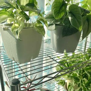 ポトス,観葉植物,ハイドロカルチャー,ボタニカルライフ,緑のある暮らしの画像
