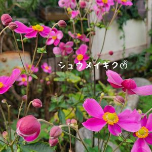 シュウメイギク,今庭,ガーデニング,ナチュラルガーデン,お庭の画像