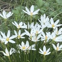 タマスダレ,癒し,花のある暮らし,外出先,応援花❤️の画像