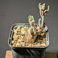 フィロボルス テヌイフロルス,フィロボルス テヌイフロルス,塊根植物,根塊植物,ビザールプランツの画像