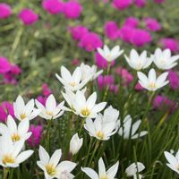 公園,散歩,花のある暮らし,お花が好き♡,今日のお花の画像