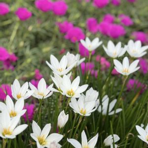 公園,散歩,花のある暮らし,お花が好き♡,今日のお花の画像