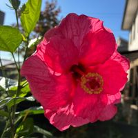 ハイビスカス,ハイビスカス 常夏の香りの画像