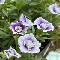 八重咲きカリブラコア,ガーデニング,花のある暮らし,春色くれよん,小さな庭の画像
