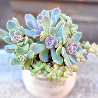 グリーンネックレス,リトルミッシー,桜牡丹,多肉植物いろいろ,ももりんの画像