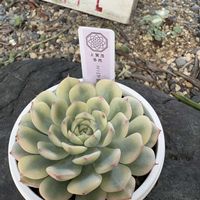 no green no life,多肉のある暮らし,お花が咲いた,お迎え多肉,うれしい♡の画像