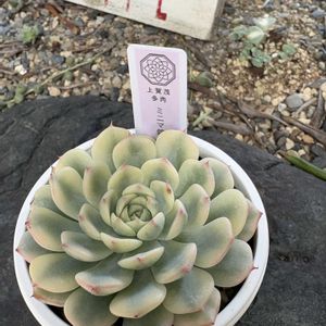 no green no life,多肉のある暮らし,お花が咲いた,お迎え多肉,うれしい♡の画像