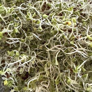 ブロッコリースプラウト,スーパーフード,葉物 野菜,キッチンの画像