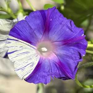 花のある暮らし,iPhone撮影,癒される♡,世界平和,うどん県西支部の画像