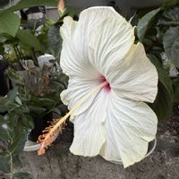 ハイビスカス,ハイビスカス ラブリーホワイト,白い花,大輪,南国植物の画像