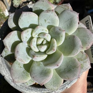 ウェルテル,多肉植物,多肉植物とサボテン,タニラー,多肉植物大好きの画像