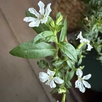 クフェア,鉢植え,白い花,可愛らしい,花のある暮らしの画像