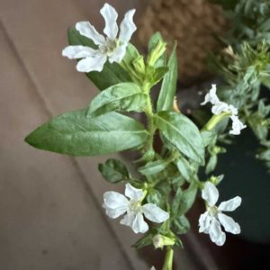 クフェア,鉢植え,白い花,可愛らしい,花のある暮らしの画像