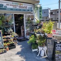多肉植物,ウラボシ科,ビカクシダ属,食中植物,塊根の画像