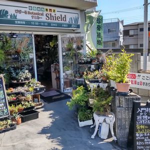 多肉植物,ウラボシ科,ビカクシダ属,食中植物,塊根の画像