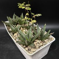 多肉植物,観葉植物,アガベ属,珍奇植物,ビザール・プランツの画像