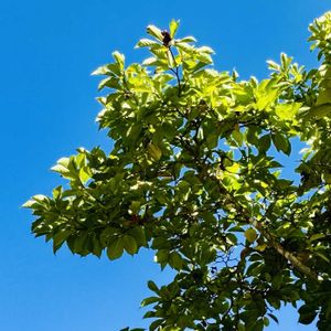 コブシ,コブシの実,季節を楽しむ,昆虫シリーズ,木曜日は木の画像