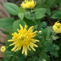 食用菊,食用菊  ｢  阿房宮  ｣,庭の宿根草,家庭菜園,庭の画像