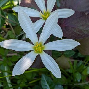 小さな庭,家庭菜園,玄関アプローチ,庭の画像