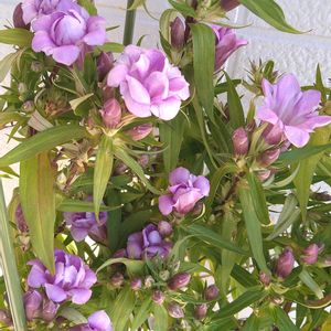 リンドウ,あしろブーケ ロゼ,花のある暮らし,モニター,Green Snap STOREの画像