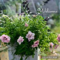ペチュニア　ティーパーティー　ルフナ,寄せ植え,愛の花♡,ありがとうの花❣️の画像