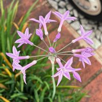 ツルバキア,ツルバキア,公園,鉢植え,花壇の画像