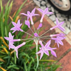 ツルバキア,ツルバキア,公園,鉢植え,花壇の画像