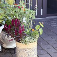 寄せ植え,花のある暮らし,緑のある暮らし,秋の寄せ植え☘️,ふーちゃんの寄せ植えの画像