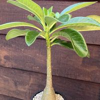 パキポディウム デカリー,多肉植物,塊根植物,コーデックス,花のある暮らしの画像