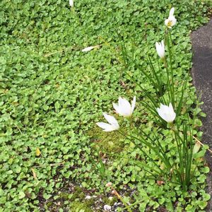 小さな庭の画像