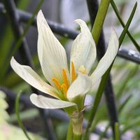 タマスダレ,プレクトランサス,プレクトランサス・モナラベンダー,花のある暮らし,秋の気配の画像