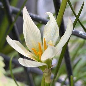 タマスダレ,プレクトランサス,プレクトランサス・モナラベンダー,花のある暮らし,秋の気配の画像