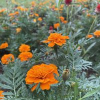 センニチコウ,マリーゴールド,いつもありがとう♡,花のある暮らし,ウォーキングの画像